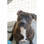 🐶 American Femmina di 2 anni in Adozione a Chioggia (ve) e in Tutta Italia da Associazione Animali