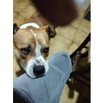 🐶 Altra Razza Maschio in Adozione a Catania (ct) da Privato