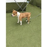 Cagnolino Cerca Urgente Adozione - Foto n. 4