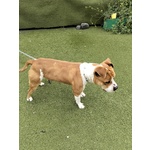Cagnolino Cerca Urgente Adozione - Foto n. 5