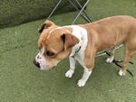 Cagnolino Cerca Urgente Adozione - Foto n. 6