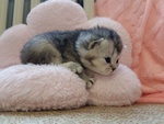 British Shorthair e Scottish Straight Cuccioli - Foto n. 2