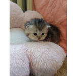 British Shorthair e Scottish Straight Cuccioli - Foto n. 3