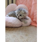 🐱 British in Vendita a Rieti (ri) e in Tutta Italia da Privato