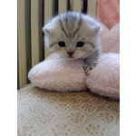 British Shorthair e Scottish Straight Cuccioli - Foto n. 4
