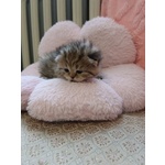 British Shorthair e Scottish Straight Cuccioli - Foto n. 5