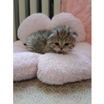 British Shorthair e Scottish Straight Cuccioli - Foto n. 6