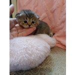 British Shorthair e Scottish Straight Cuccioli - Foto n. 7