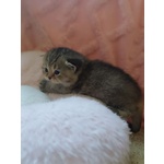 British Shorthair e Scottish Straight Cuccioli - Foto n. 8