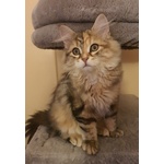 Cuccioli Gattini Siberiani Pedigree -italia - Foto n. 2