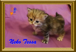 Cuccioli Gattini Siberiani Pedigree -italia - Foto n. 3