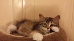 Cuccioli Gattini Siberiani Pedigree -italia - Foto n. 4