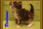 Cuccioli Gattini Siberiani Pedigree -italia - Foto n. 6