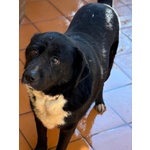 Occhi Belli - Dolce Cagnolino 4 anni Cerca casa - in Adozione - Foto n. 2