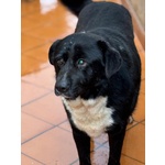 Occhi Belli - Dolce Cagnolino 4 anni Cerca casa - in Adozione - Foto n. 3