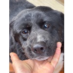 Occhi Belli - Dolce Cagnolino 4 anni Cerca casa - in Adozione - Foto n. 4
