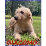 🐶 Altra Razza Maschio in Adozione a roma (rm) e in Tutta Italia da Privato