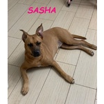 Sasha 8anni Brava con gli Altri Cani