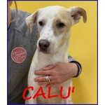 Calu' Tenera Cagnolina tg Media - Foto n. 2