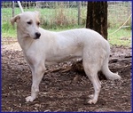 Calu' Tenera Cagnolina tg Media - Foto n. 6