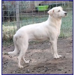 Calu' Tenera Cagnolina tg Media - Foto n. 7