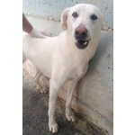 Riccio 3-4anni Dolcissimo con Tutti tg Media