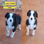🐶 Border Collie Maschio di 8 Settimane (cucciolo) in Adozione a Latina (lt) e in Tutta Italia da Associazione Animali