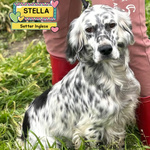 🐶 Setter Femmina di 2 anni in Adozione a Latina (lt) e in Tutta Italia da Associazione Animali