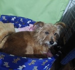 🐶 Zwergschnauzer Maschio di 5 anni e 1 mese in Adozione a Milano (mi) da Privato