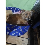 Dolce Henry, 5 kg di Amore Aspetta una Casa - Foto n. 2