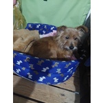 Dolce Henry, 5 kg di Amore Aspetta una Casa - Foto n. 3
