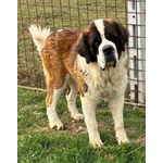Bosco - san Bernardo 3 anni e Mezzo Cerca Casa - Foto n. 2