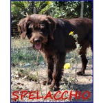 🐶 Altra Razza Maschio in Adozione a roma (rm) e in Tutta Italia da Privato