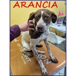 🐶 Altra Razza Femmina in Adozione a roma (rm) e in Tutta Italia da Privato