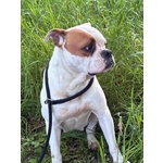 Emma American Bulldog 5 anni Cerca casa - in Adozione - Foto n. 2