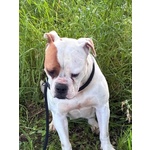 Emma American Bulldog 5 anni Cerca casa - in Adozione - Foto n. 3