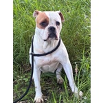 Emma American Bulldog 5 anni Cerca casa - in Adozione - Foto n. 4