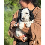 Snoopy Cucciolo Setter Inglese in Adozione - Foto n. 2