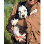 Snoopy Cucciolo Setter Inglese in Adozione - Foto n. 3