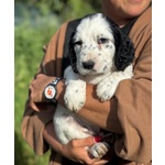 Snoopy Cucciolo Setter Inglese in Adozione - Foto n. 4