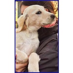 Mirtillo Cucciolo mix Setter Sopravvissuto ai Fratelli - Foto n. 2