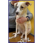 Calu' Tenera Cagnolina Salvata Dalla Gabbia - Foto n. 4