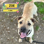 🐶 Altra Razza femmina di 4 anni in adozione a Latina (LT) e in tutta Italia da associazione animali