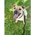 Zoe Dolce Cagnolina 4 anni Cerca casa - in Adozione - Foto n. 2