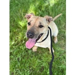 Zoe Dolce Cagnolina 4 anni Cerca casa - in Adozione - Foto n. 3