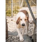 🐶 Beagle Maschio di 4 anni e 1 mese in Adozione a cirò Marina (kr) e in Tutta Italia da Associazione Animali