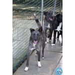 🐶 Altra Razza di 1 anno in adozione a Chioggia (VE) e in tutta Italia da associazione animali