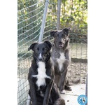 Nina, nana e Noah: il club Degli Invisibili - Foto n. 2