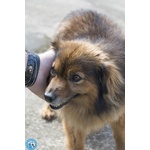 Bush: un Simpatico Orsetto di 10 Kg - Foto n. 4