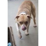 Tuono: un Gentilcane in Abito da Bullo - Foto n. 4